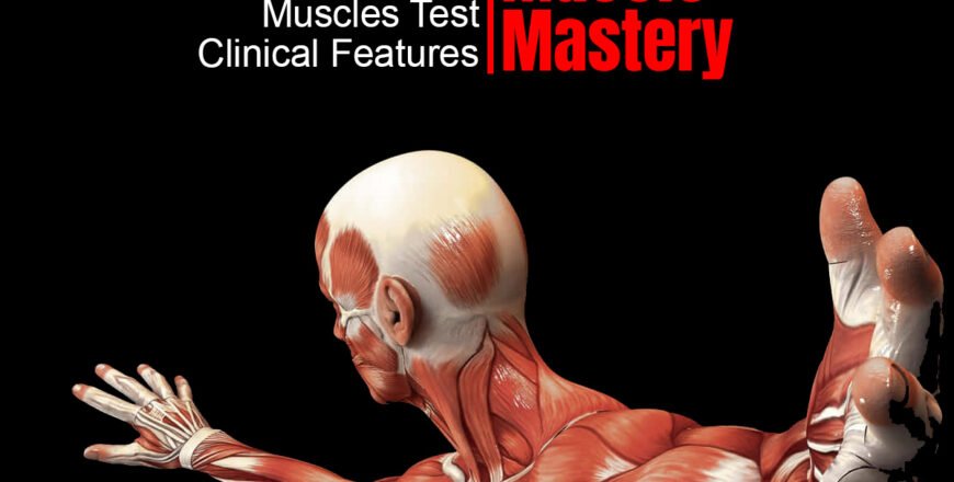 comprhensive musclesmastery